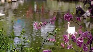 4k实拍春暖花开意境湖面上的白天鹅空镜头视频的预览图